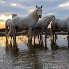 Camargue