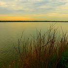 CAMARGUE