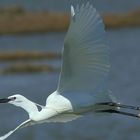 Camargue- ein Paradies für Reiher