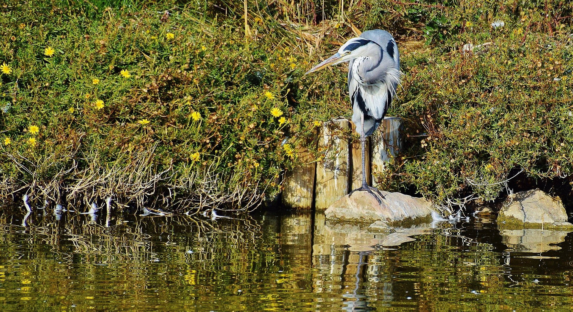 Camargue.....