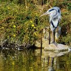 Camargue.....