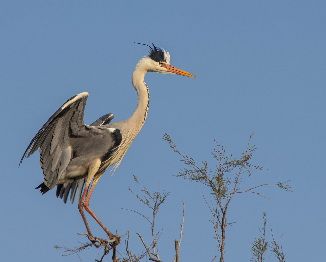 Camargue