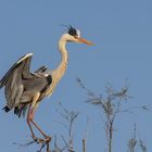 Camargue