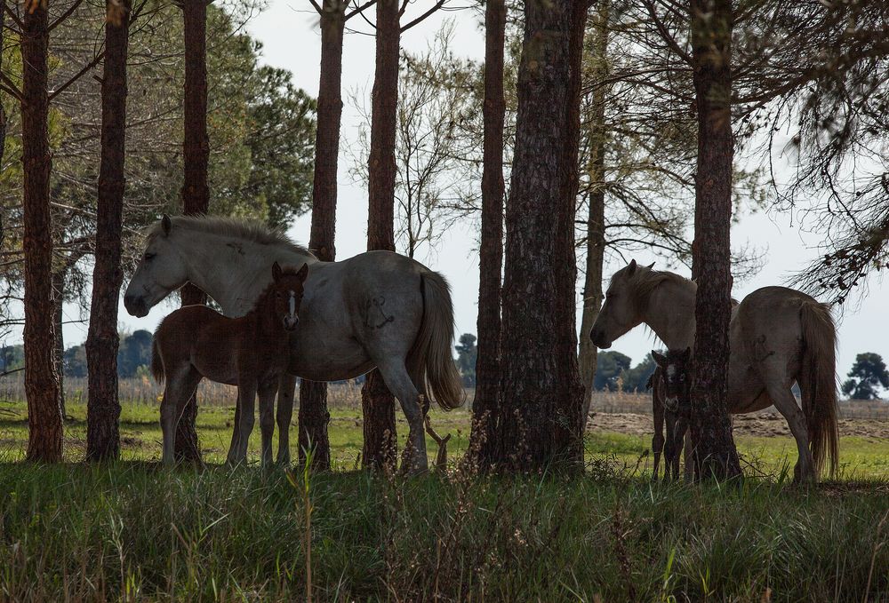 Camargue