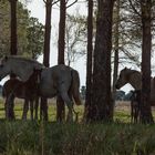 Camargue