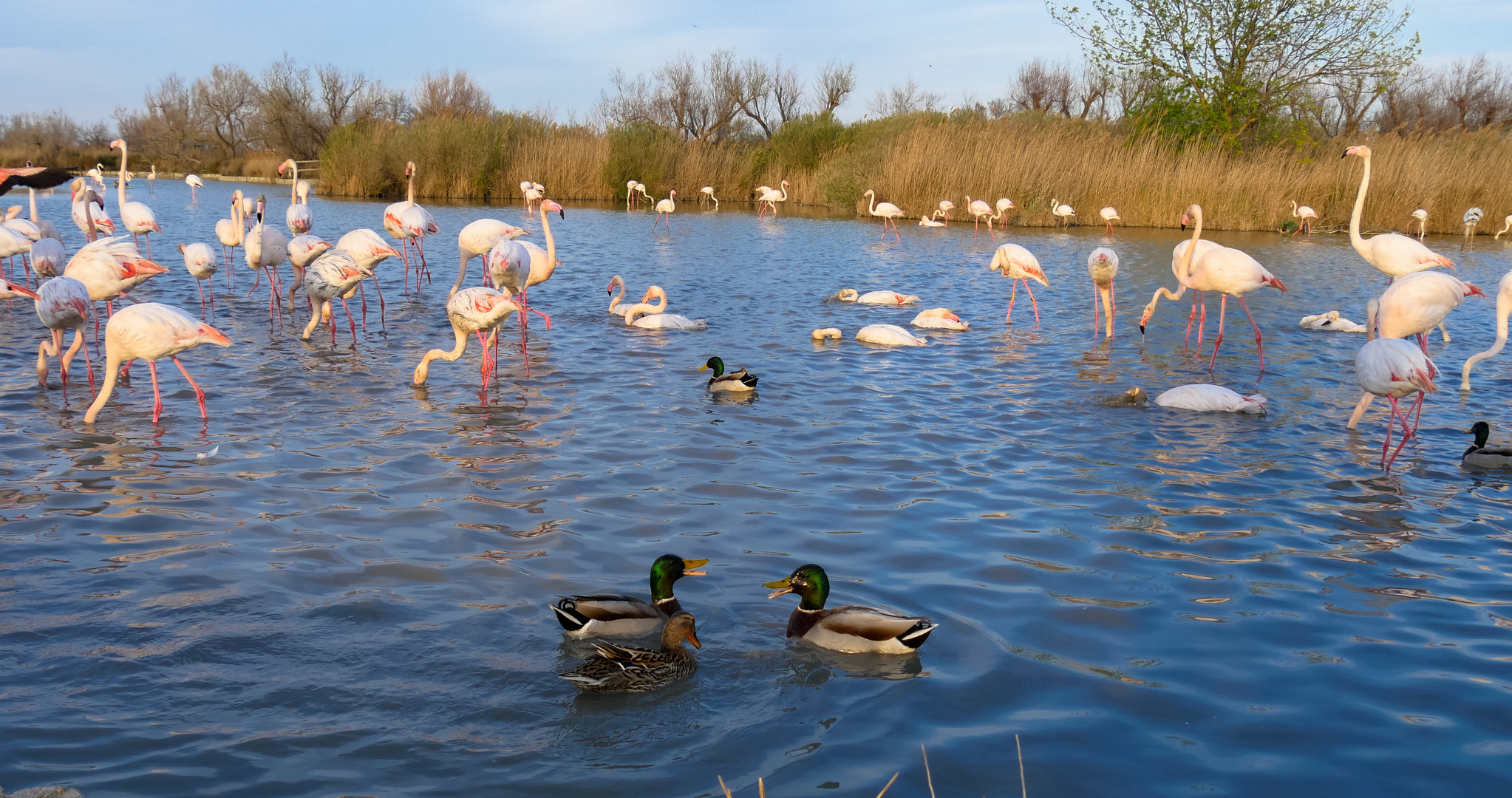 Camargue