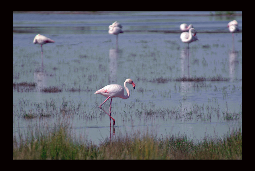 Camargue