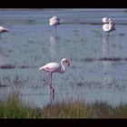 Camargue