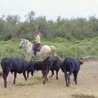 Camargue ....