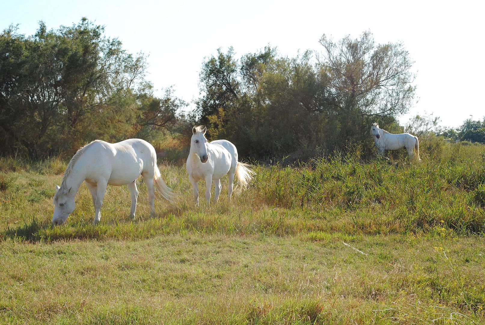 camargue