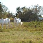 camargue