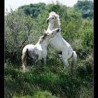 camargue