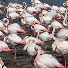 Camargue, flamands roses