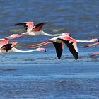 Camargue - Flamingos