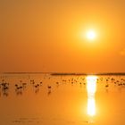 Camargue Flamingos bei Sonnenaufgang