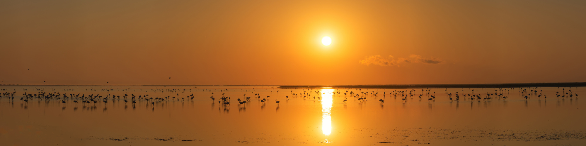 Camargue Flamingos bei Sonnenaufgang
