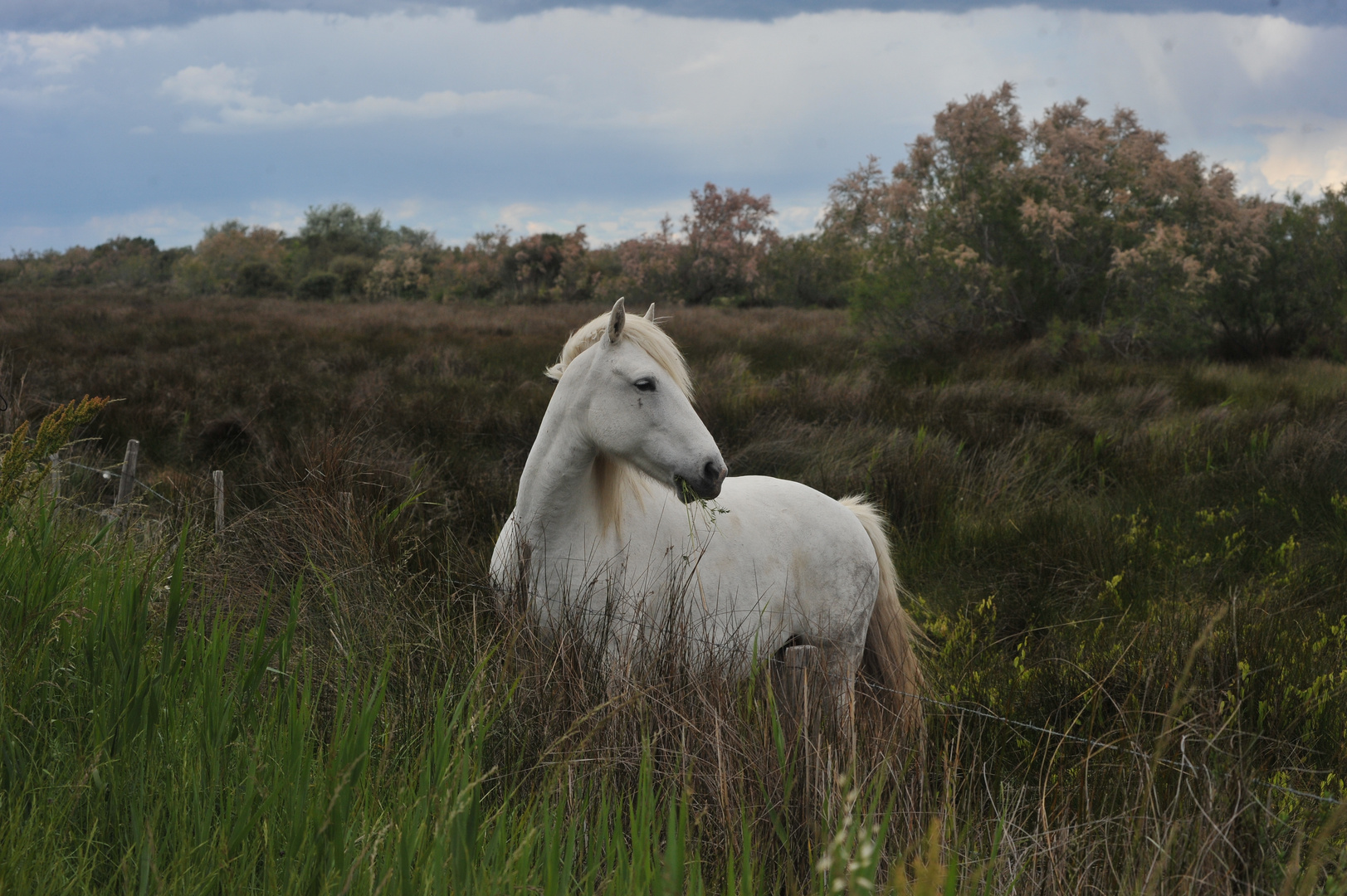 CAMARGUE - FRANCIA