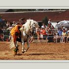 Camargue-Guardian-Reiter