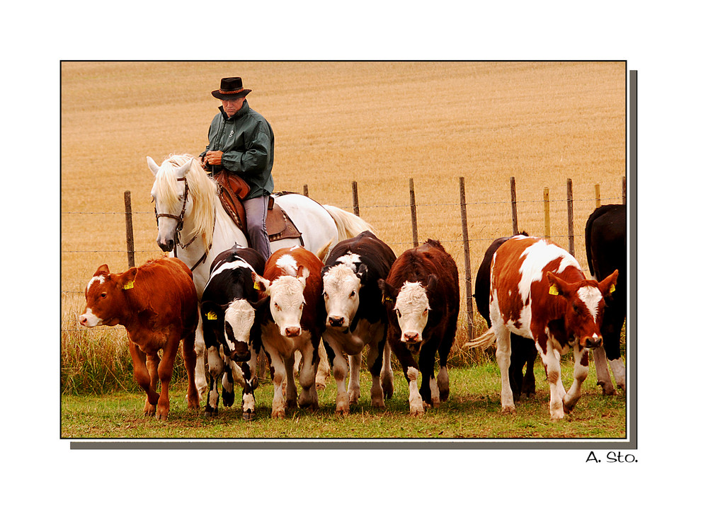 Camargue-Guardian-Reiter bei der Arbeit