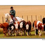 Camargue-Guardian-Reiter bei der Arbeit