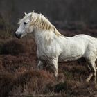 *** Camargue-Hengst ***