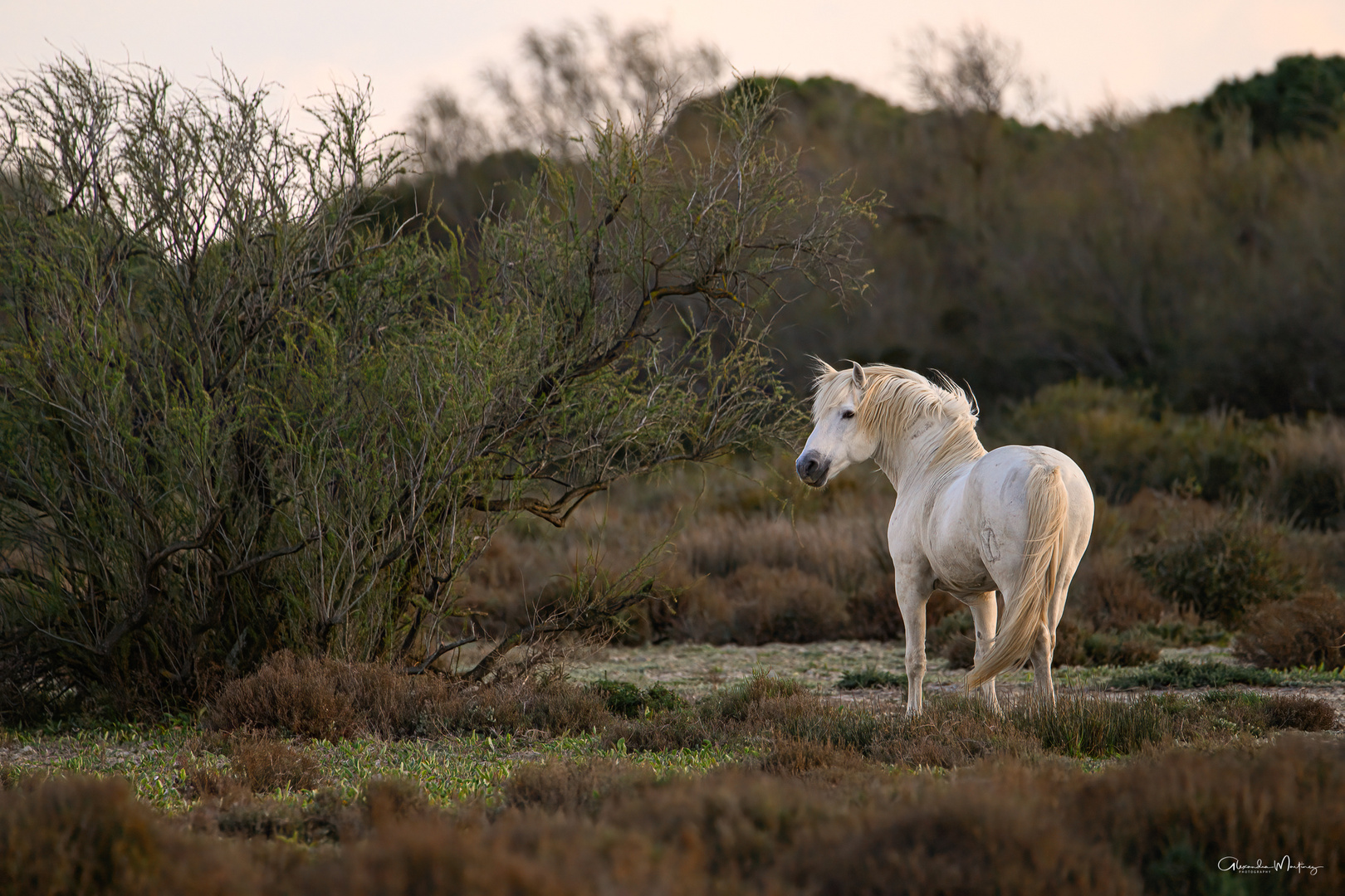 *** Camargue-Hengst ***