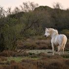 *** Camargue-Hengst ***