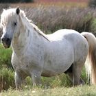 Camargue-Hengst Wildpferde