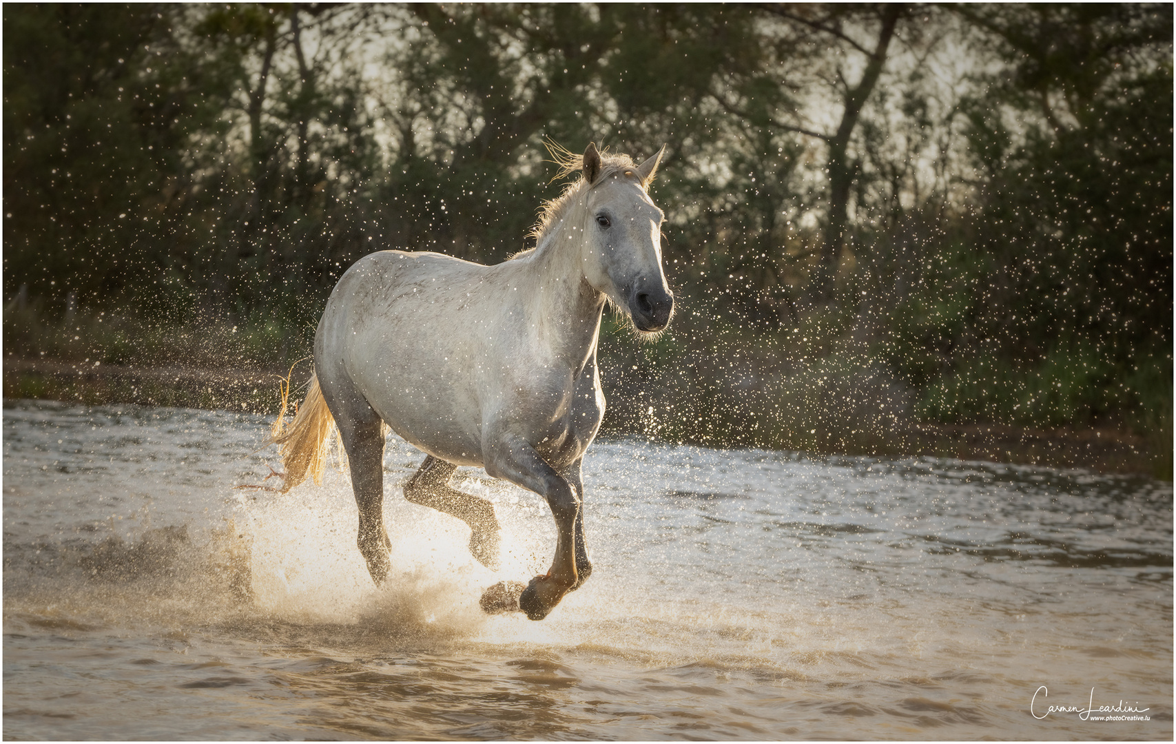 Camargue horse