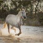 Camargue horse