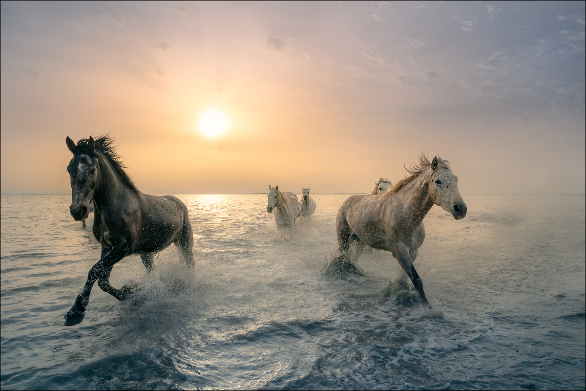 Camargue Horses