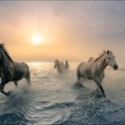 Camargue Horses