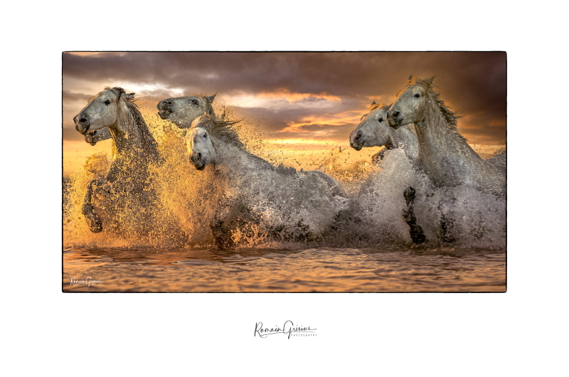 Camargue horses 