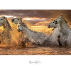 Camargue horses 