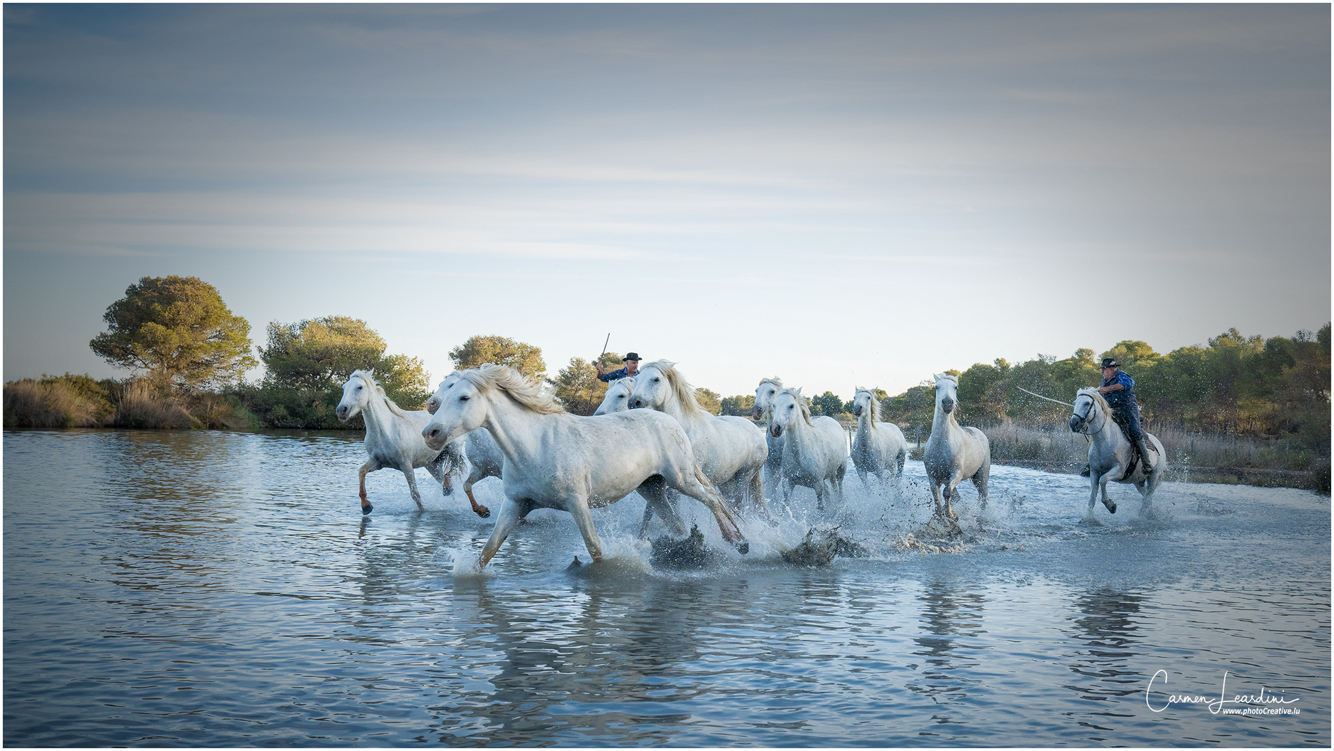 Camargue horses