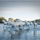 Camargue horses