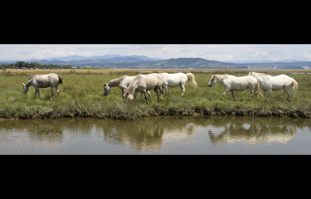 Camargue Horses