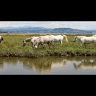 Camargue Horses