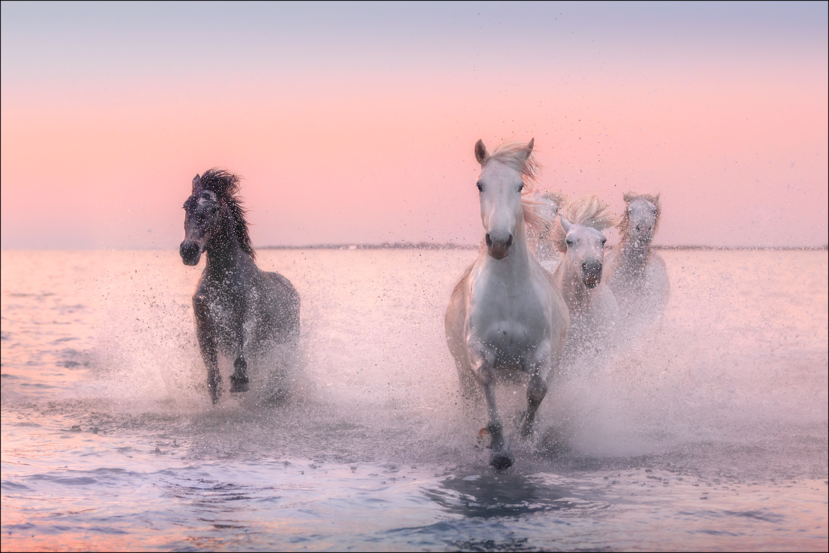 Camargue Horses