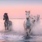 Camargue Horses