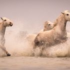 Camargue horses