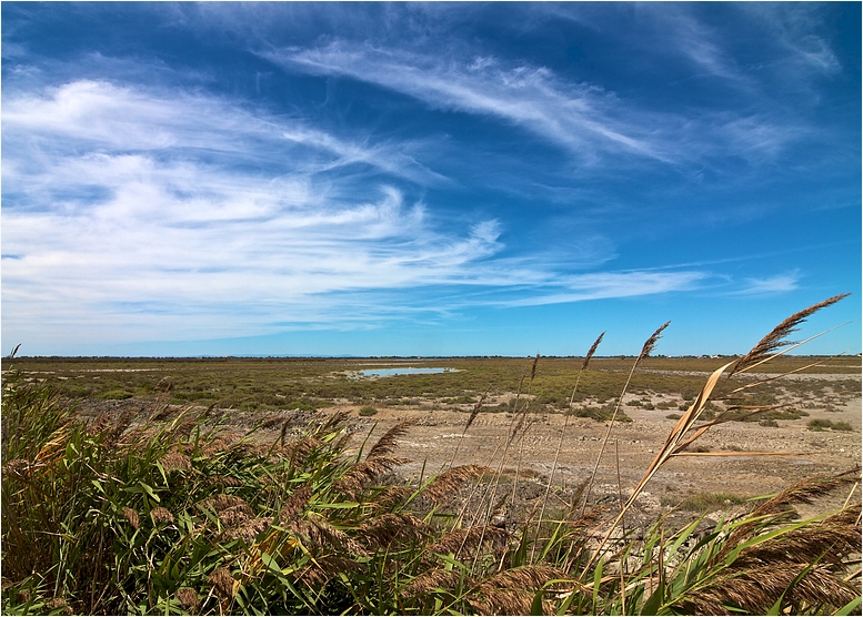 Camargue I