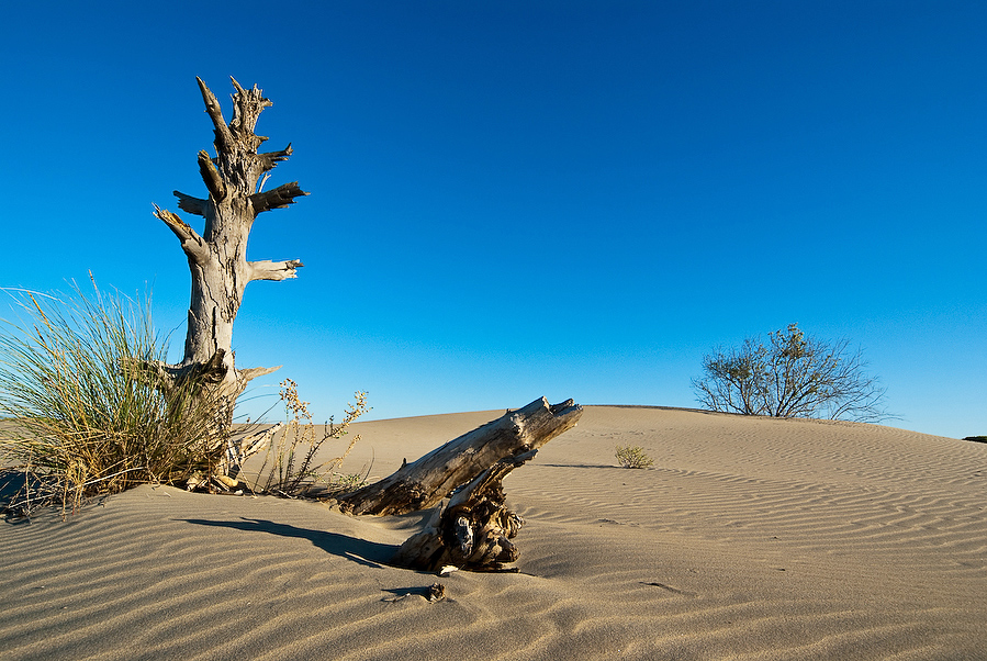 Camargue II