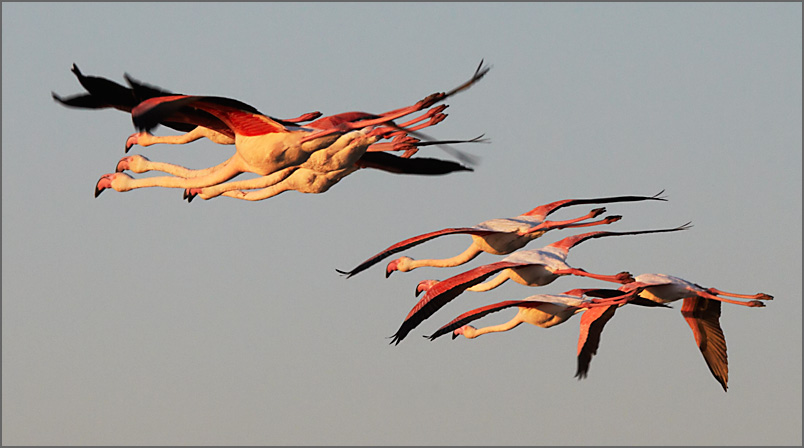 camargue II