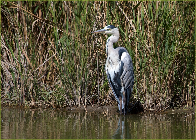 Camargue III