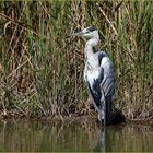 Camargue III