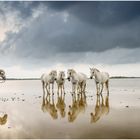 Camargue III