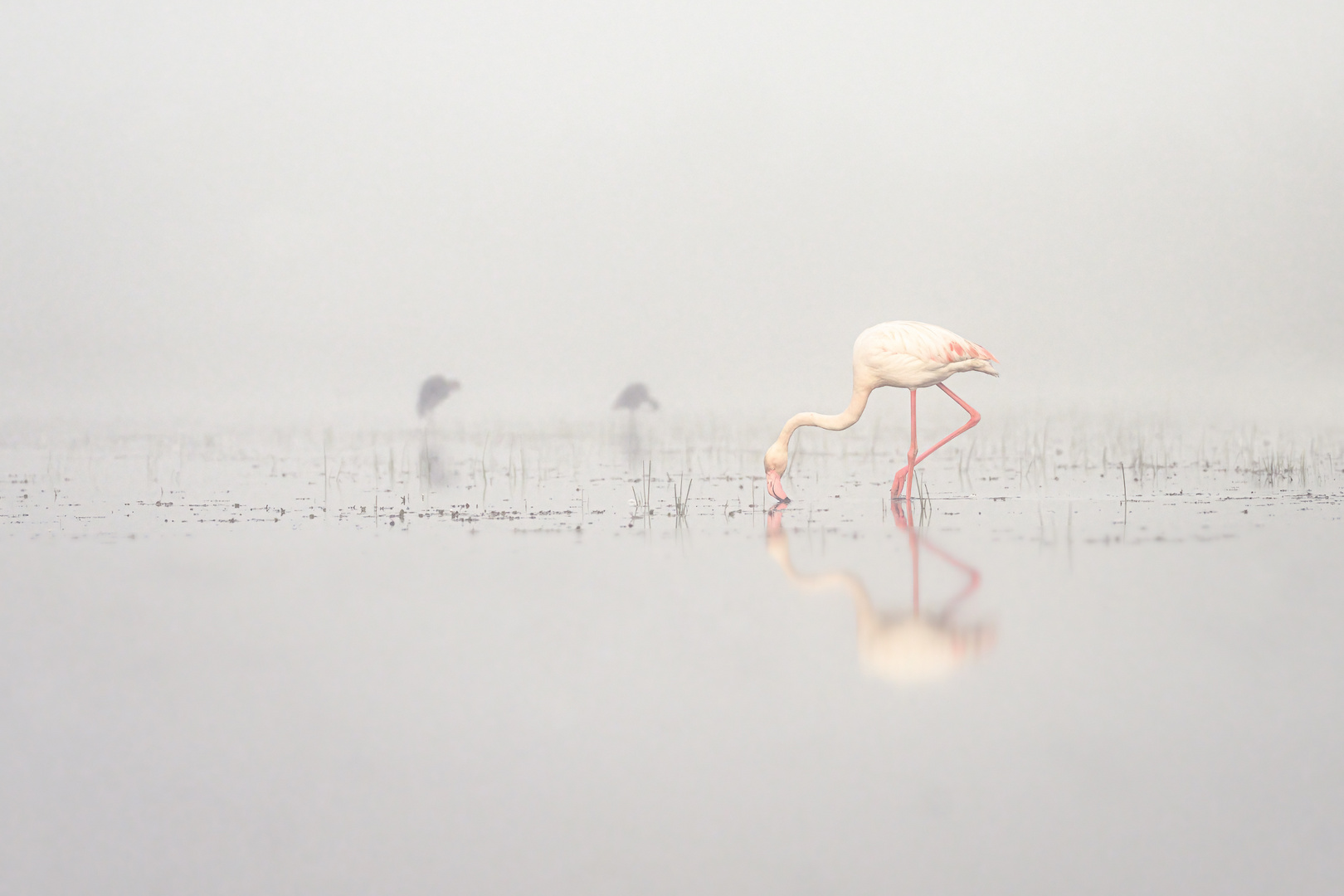 Camargue im Nebel 