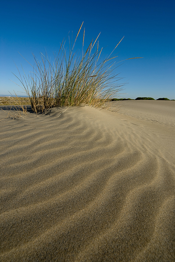 Camargue IV