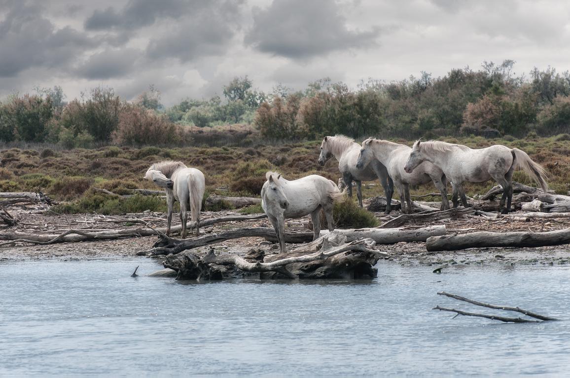 Camargue Klassiker